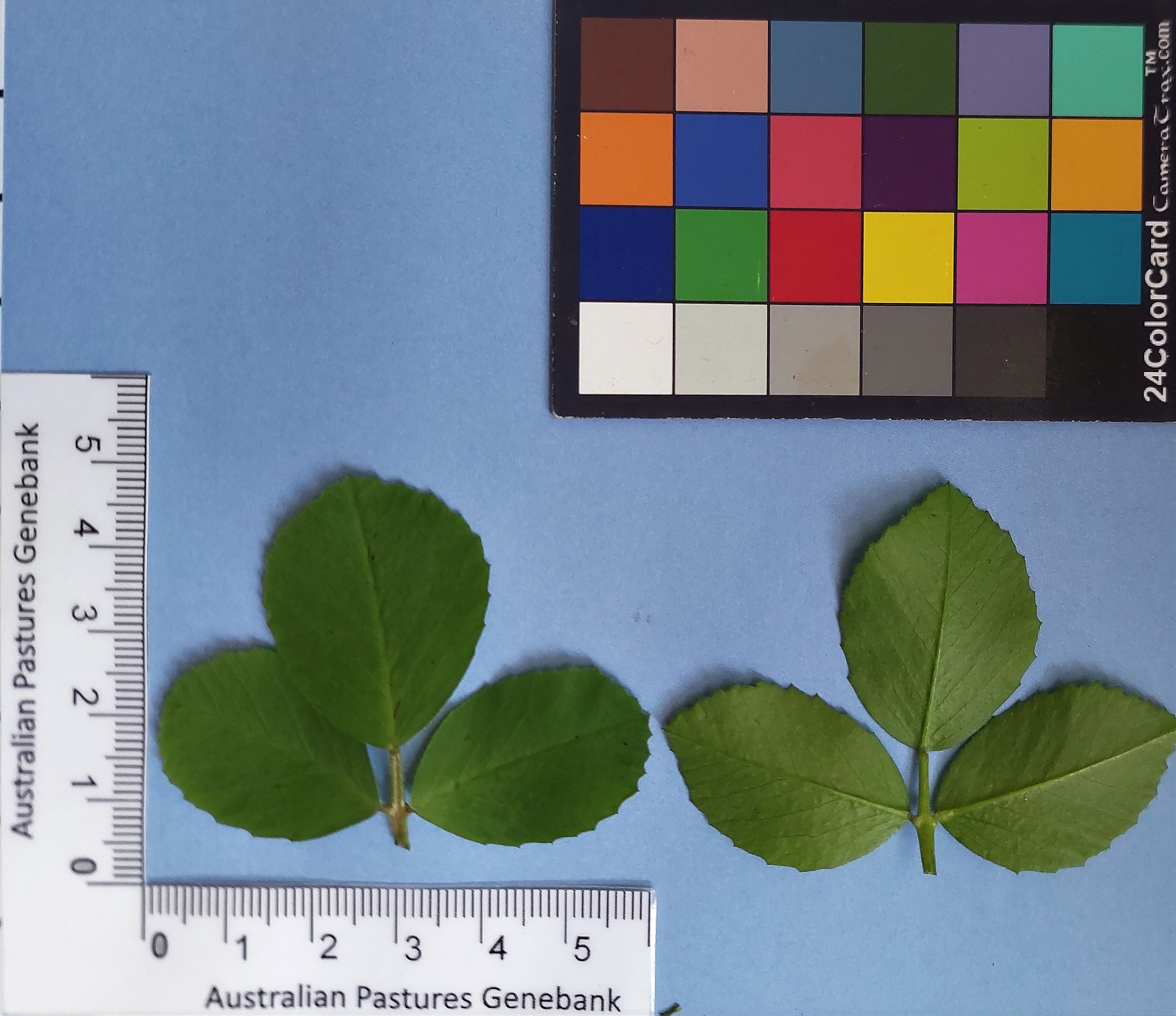 Click for 2 image(s) for this accession. Image
