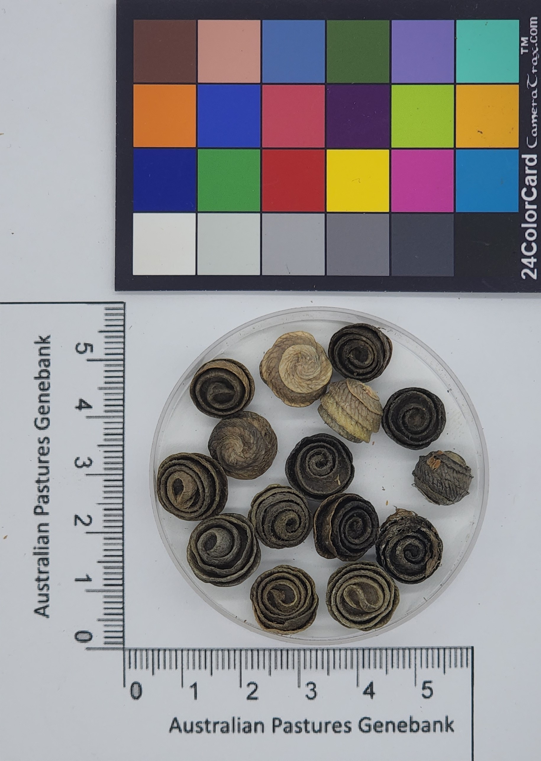 Click for 1 image(s) for this accession. Image
