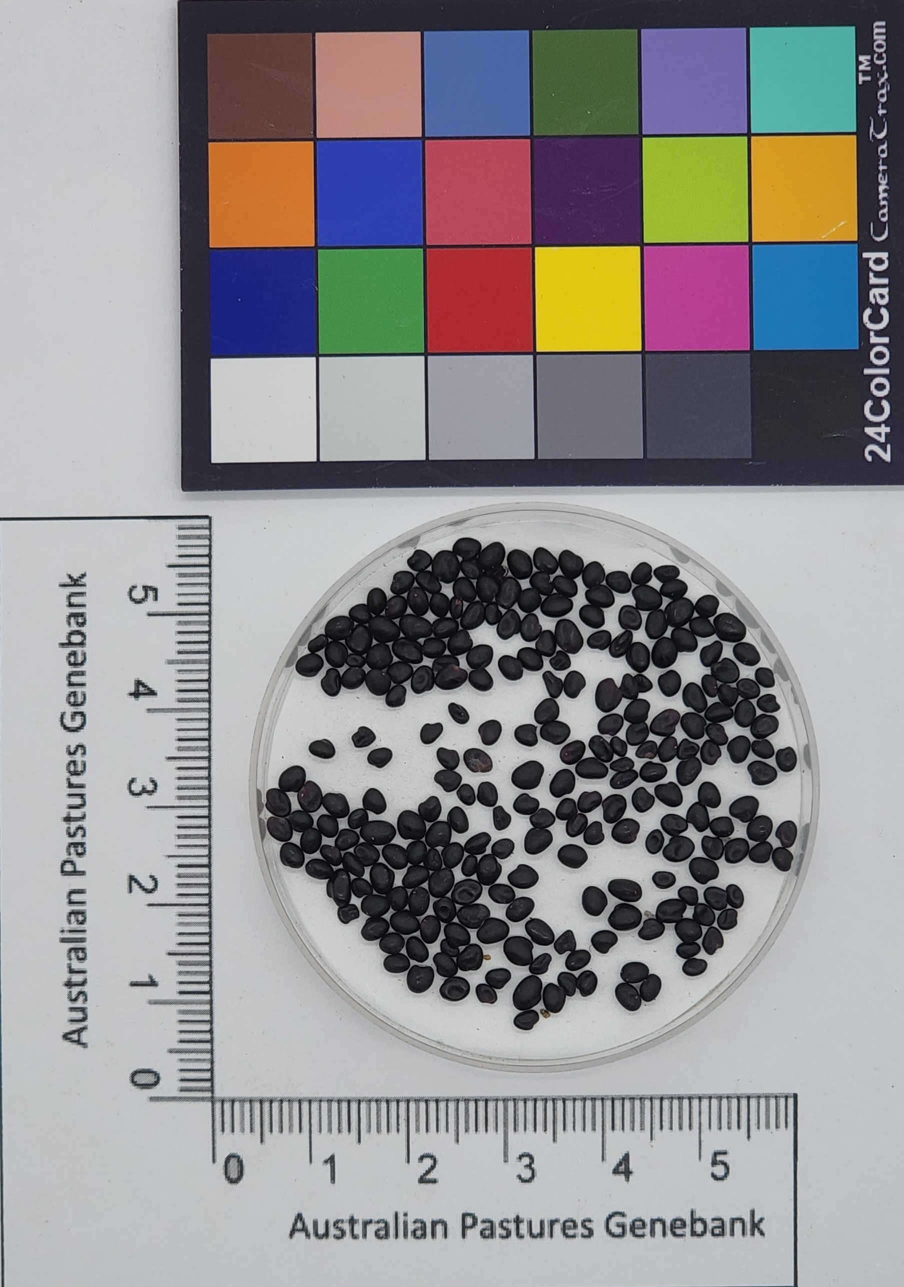 Click for 3 image(s) for this accession. Image