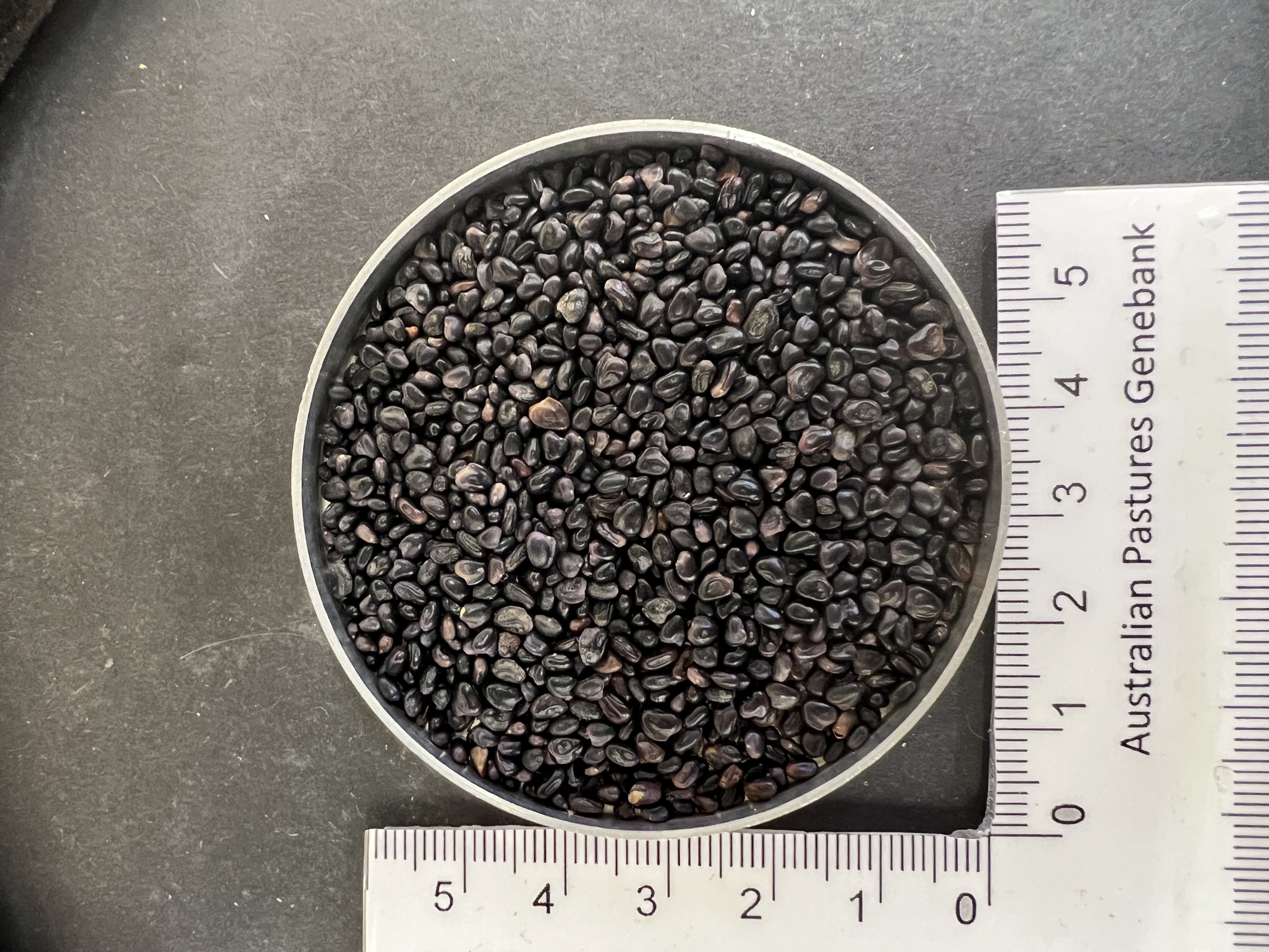 Click for 3 image(s) for this accession. Image