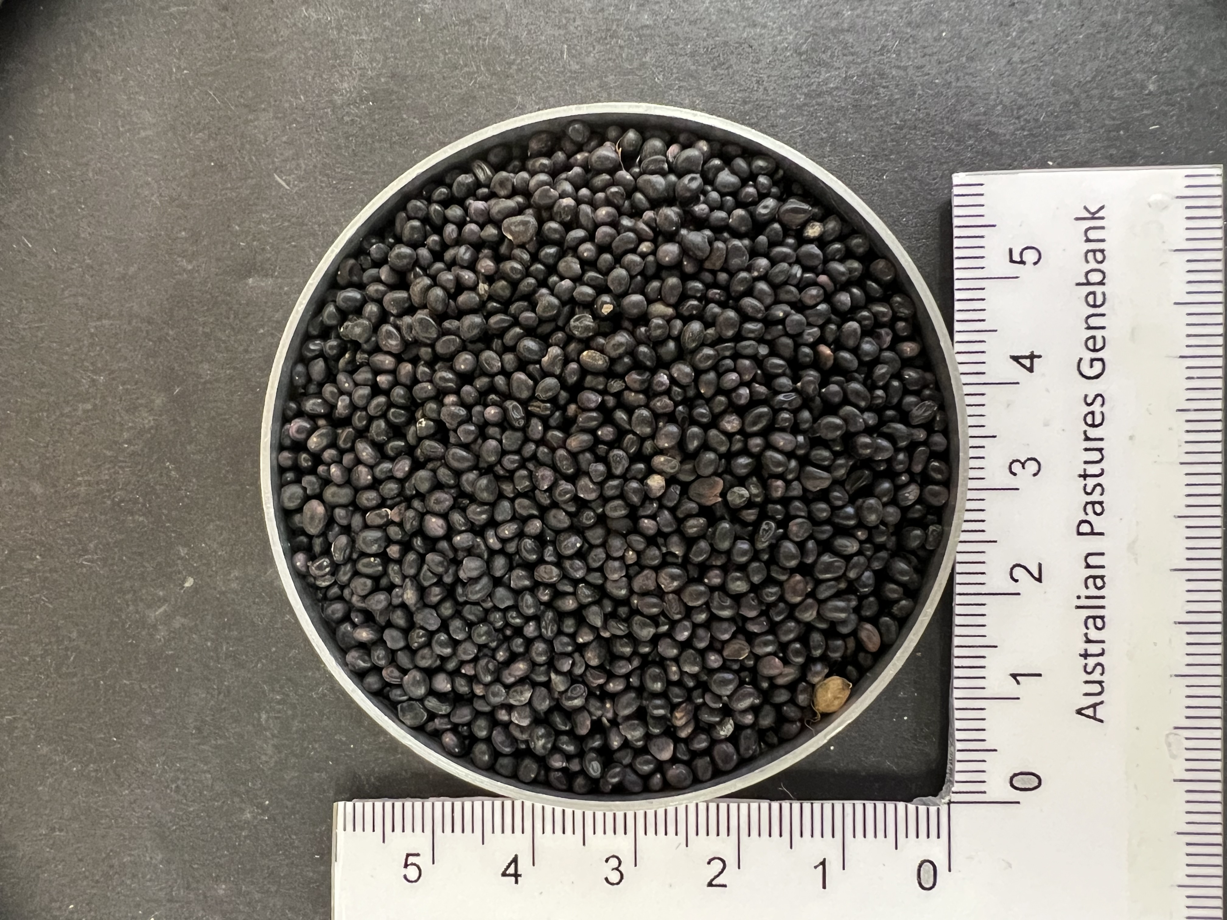 Click for 3 image(s) for this accession. Image