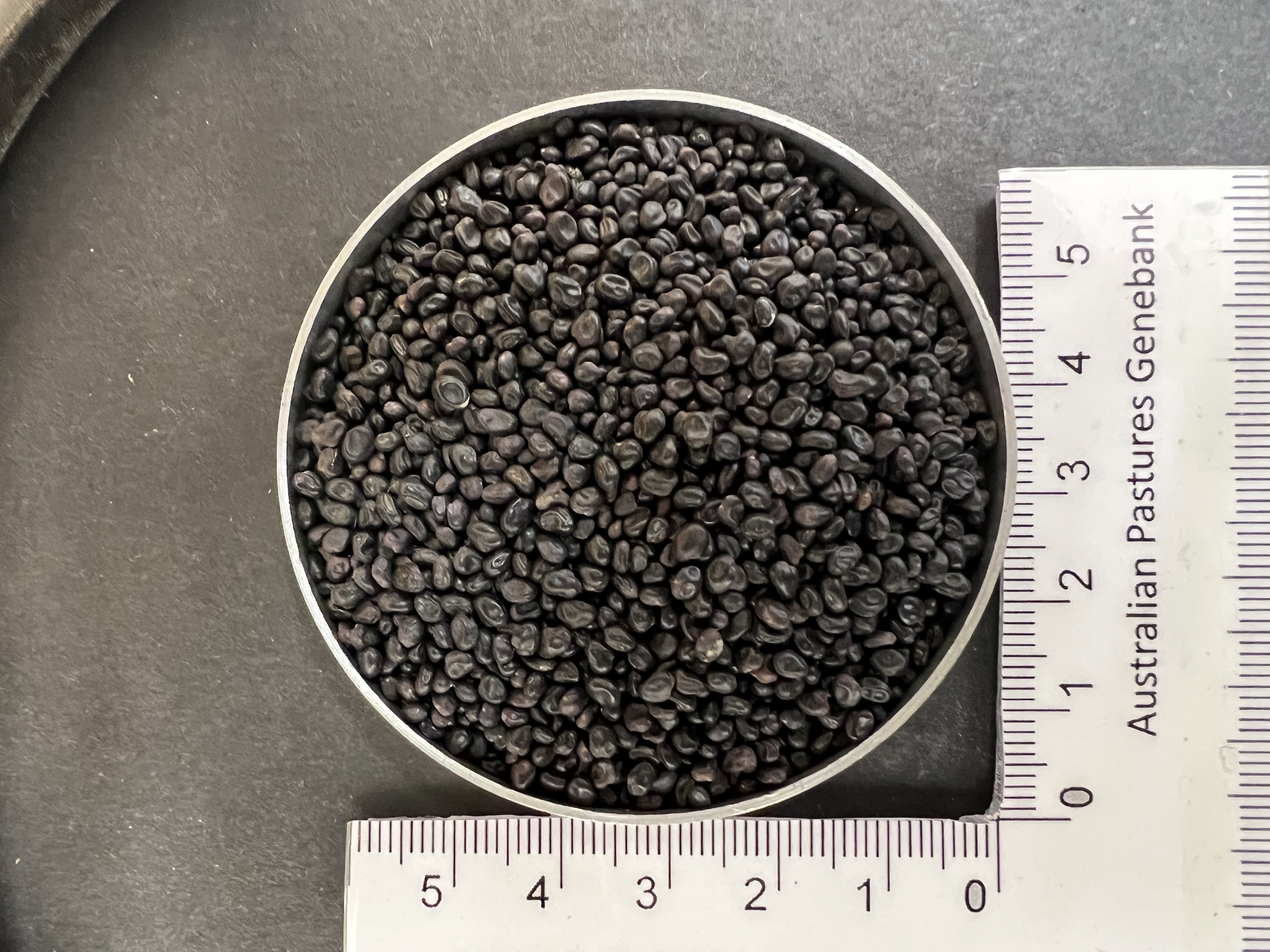 Click for 3 image(s) for this accession. Image