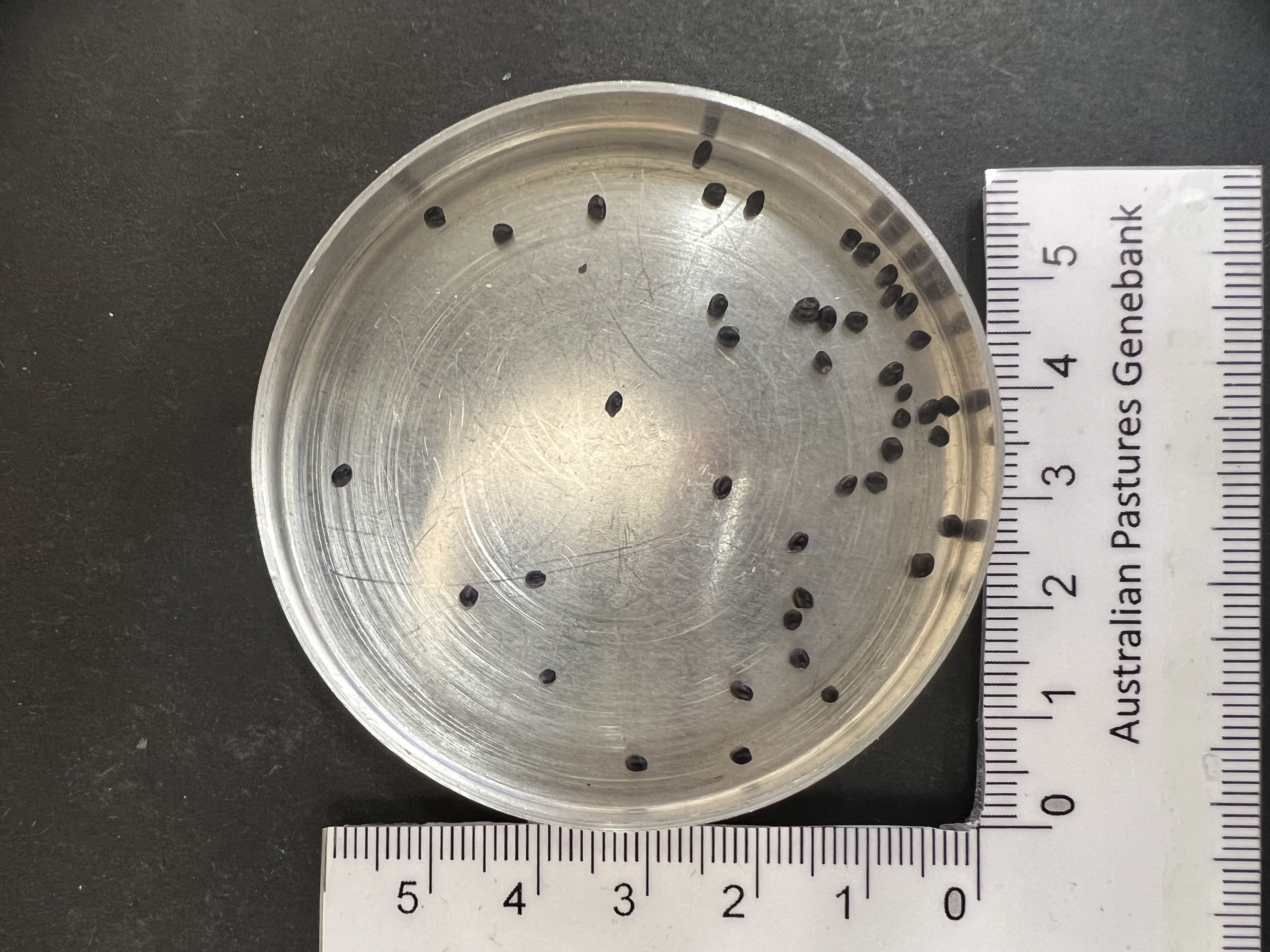 Click for 3 image(s) for this accession. Image