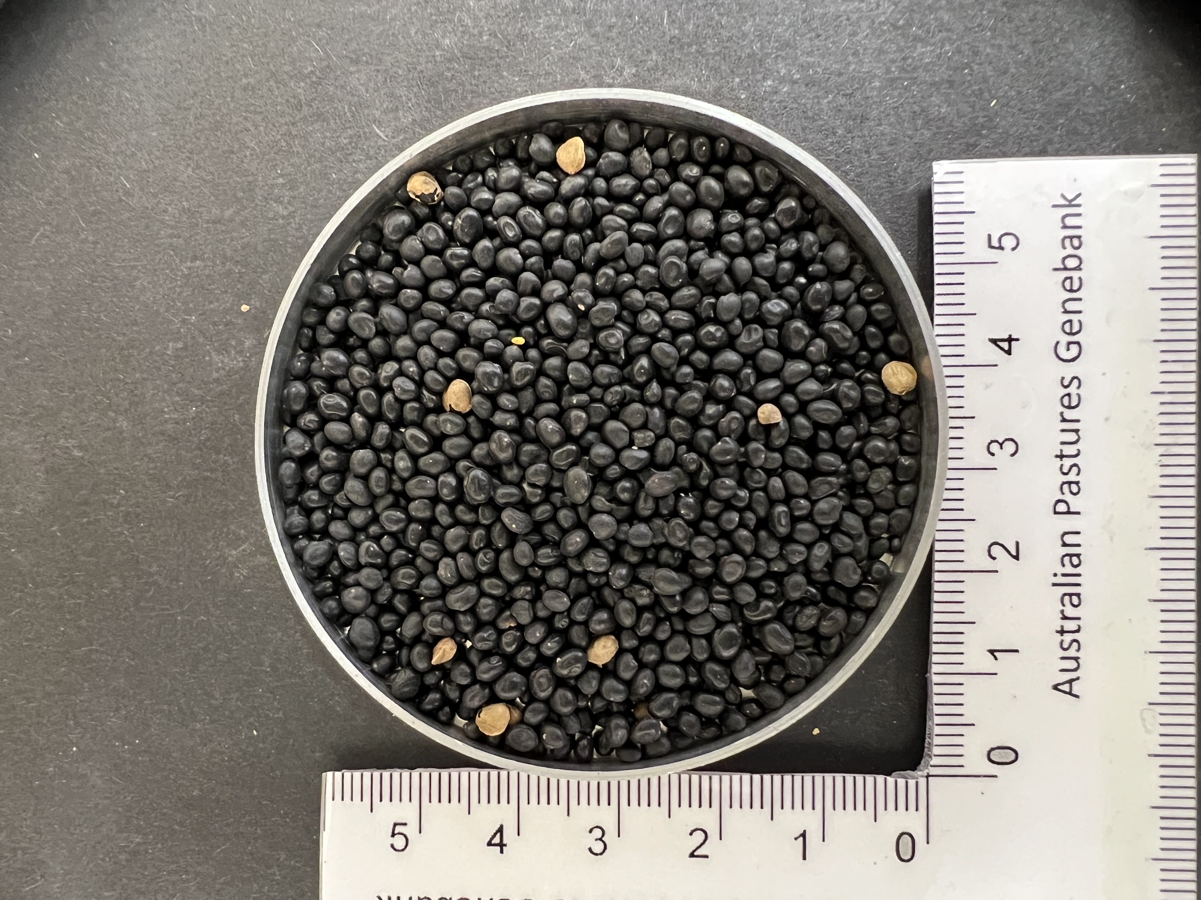 Click for 3 image(s) for this accession. Image