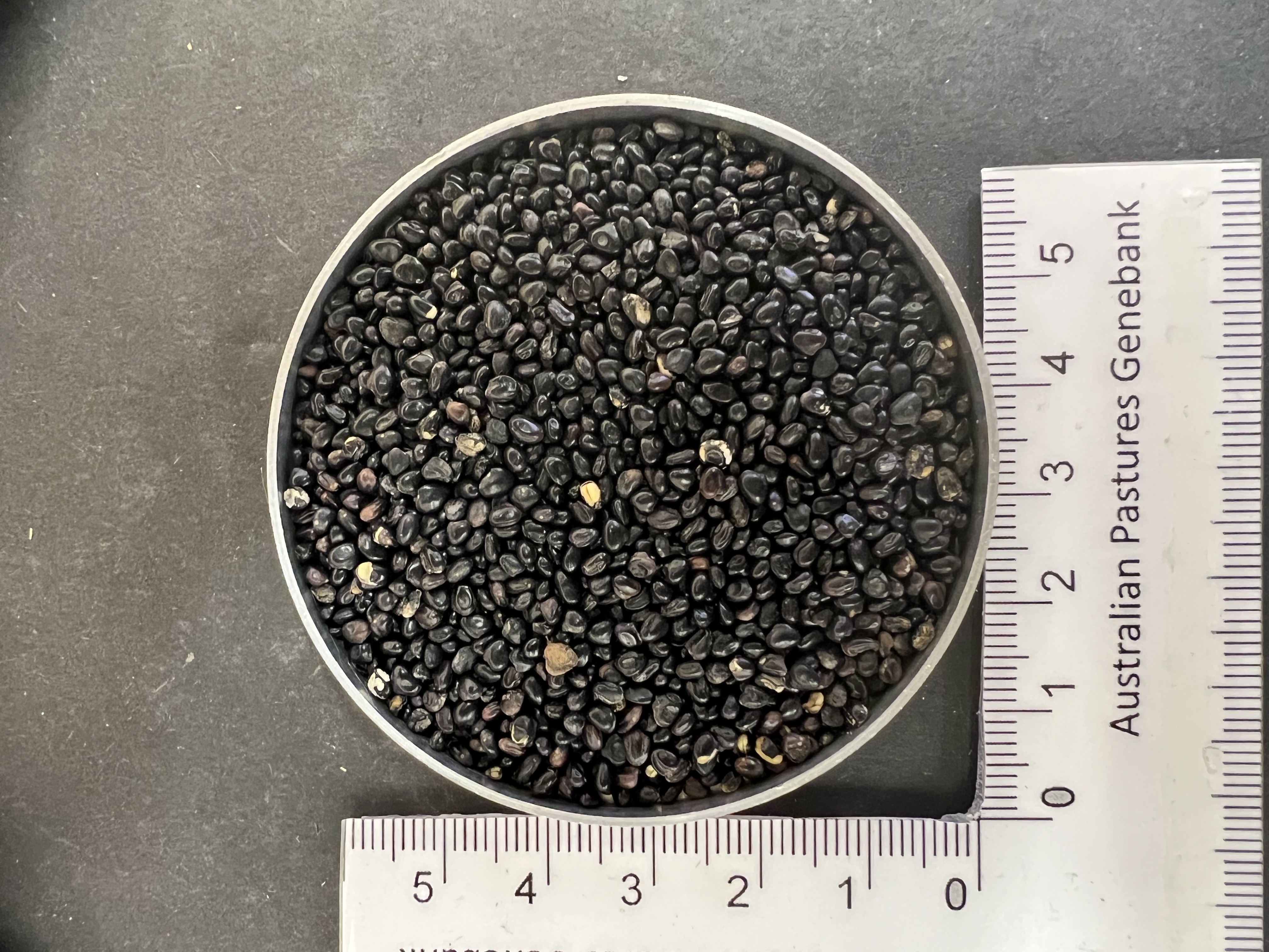 Click for 3 image(s) for this accession. Image