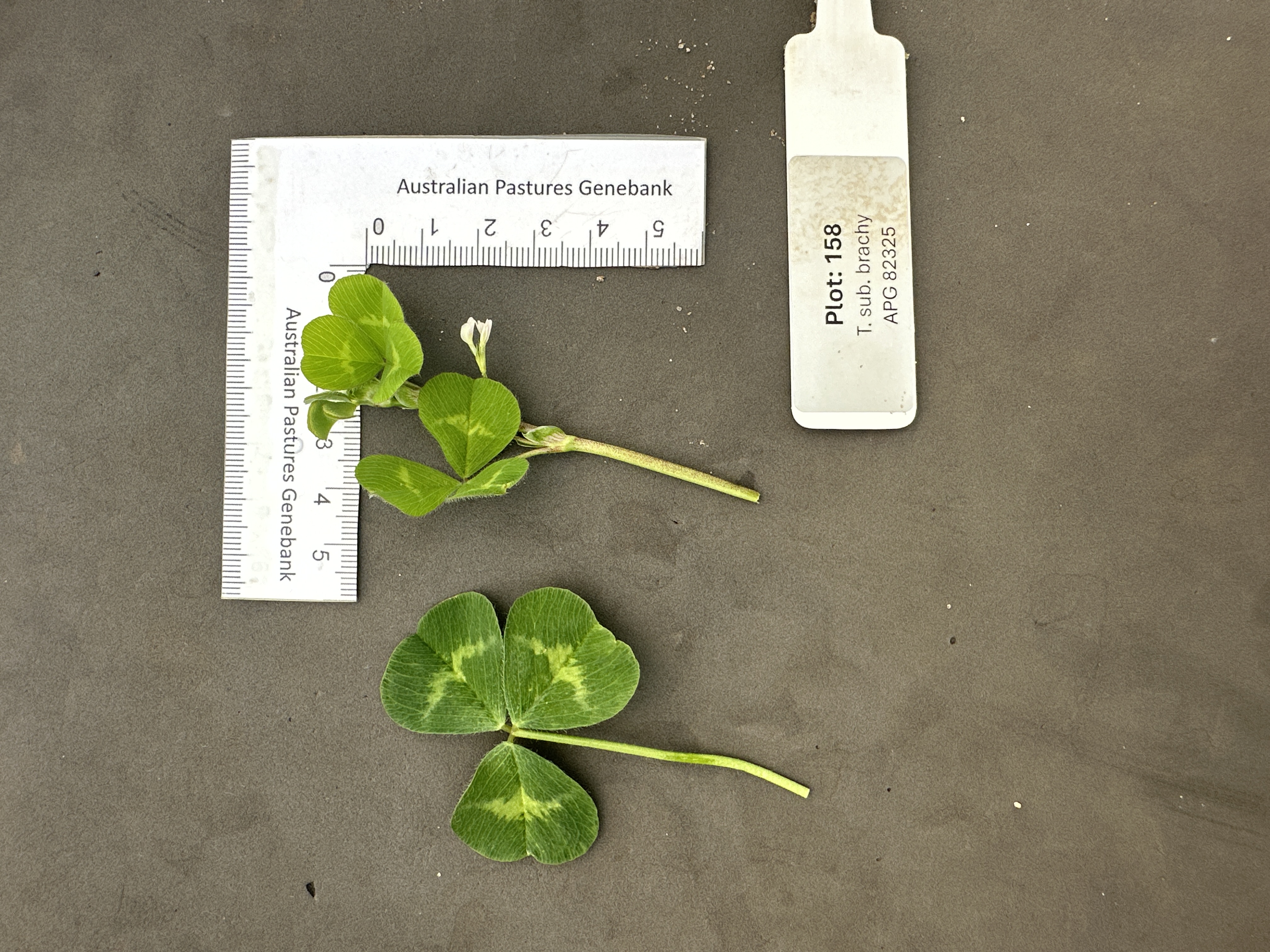 Click for 3 image(s) for this accession. Image