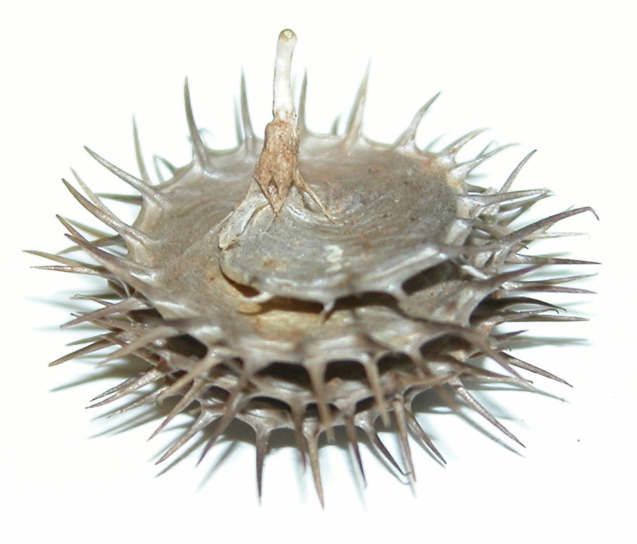 Click for 2 image(s) for this accession. Image