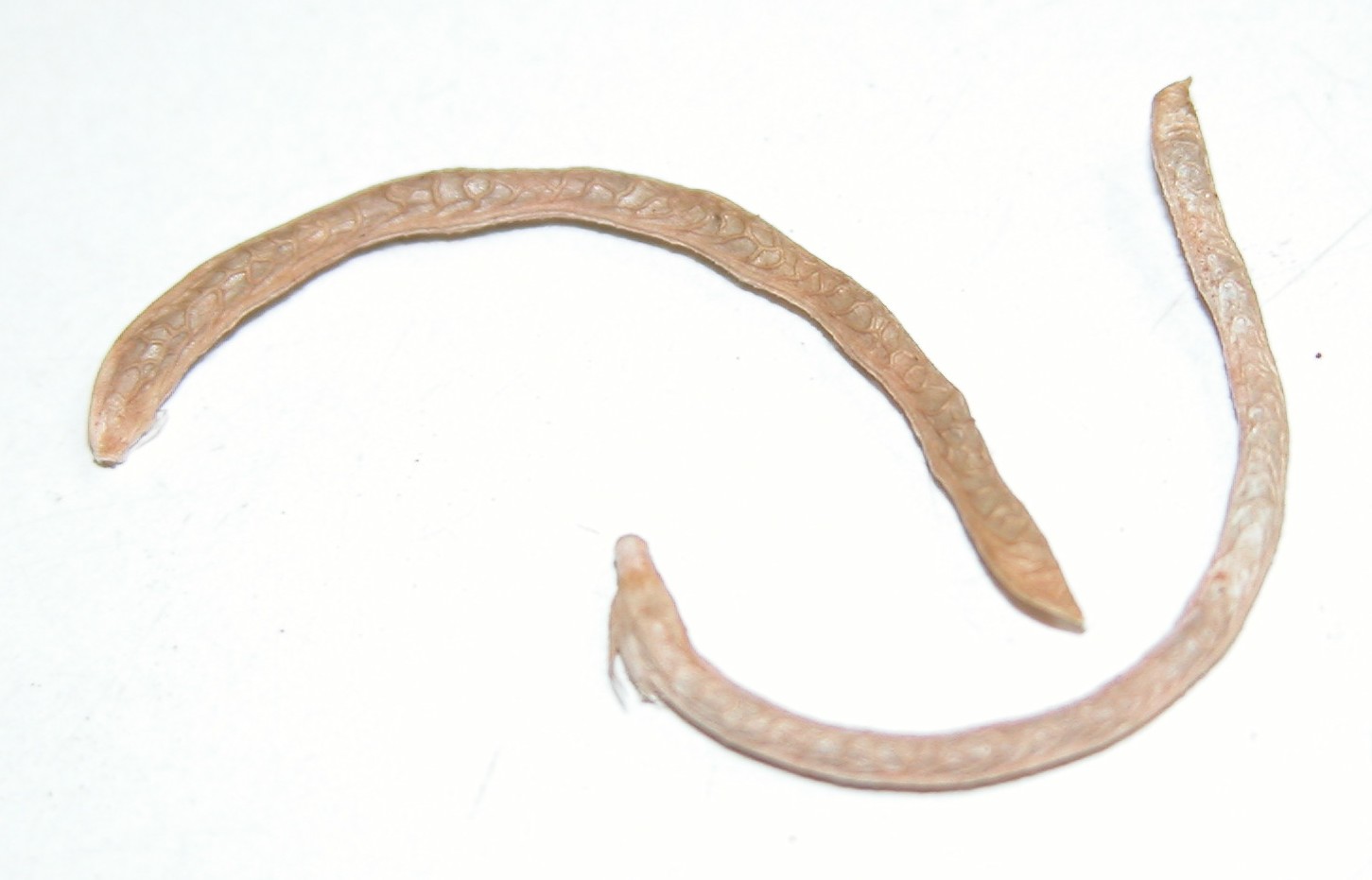 Click for 2 image(s) for this accession. Image