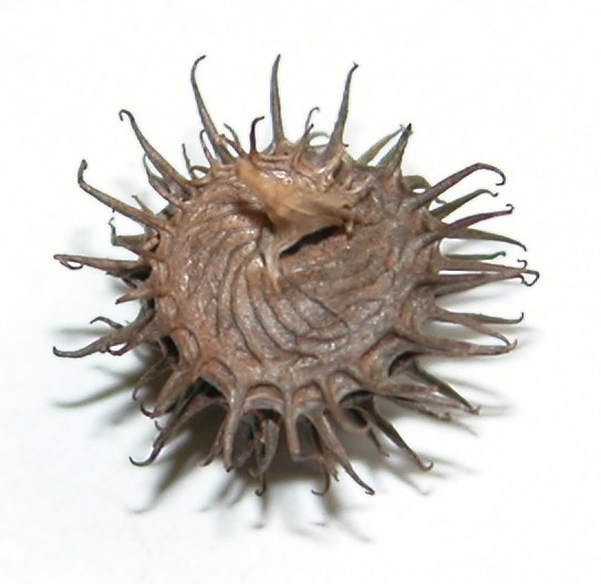 Click for 2 image(s) for this accession. Image