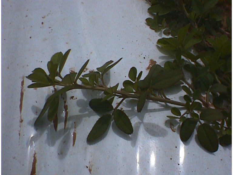 Click for 5 image(s) for this accession. Image