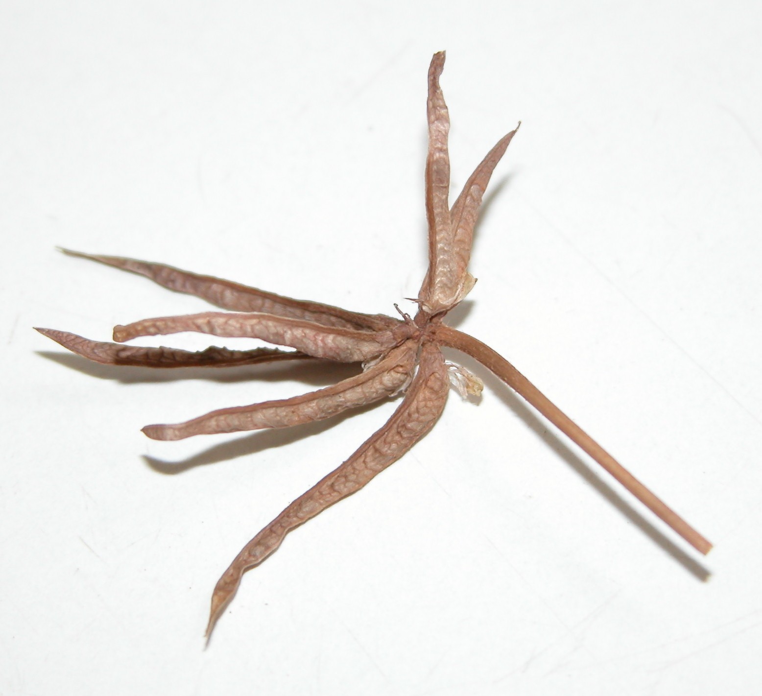 Click for 2 image(s) for this accession. Image