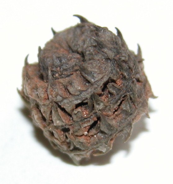 Click for 2 image(s) for this accession. Image