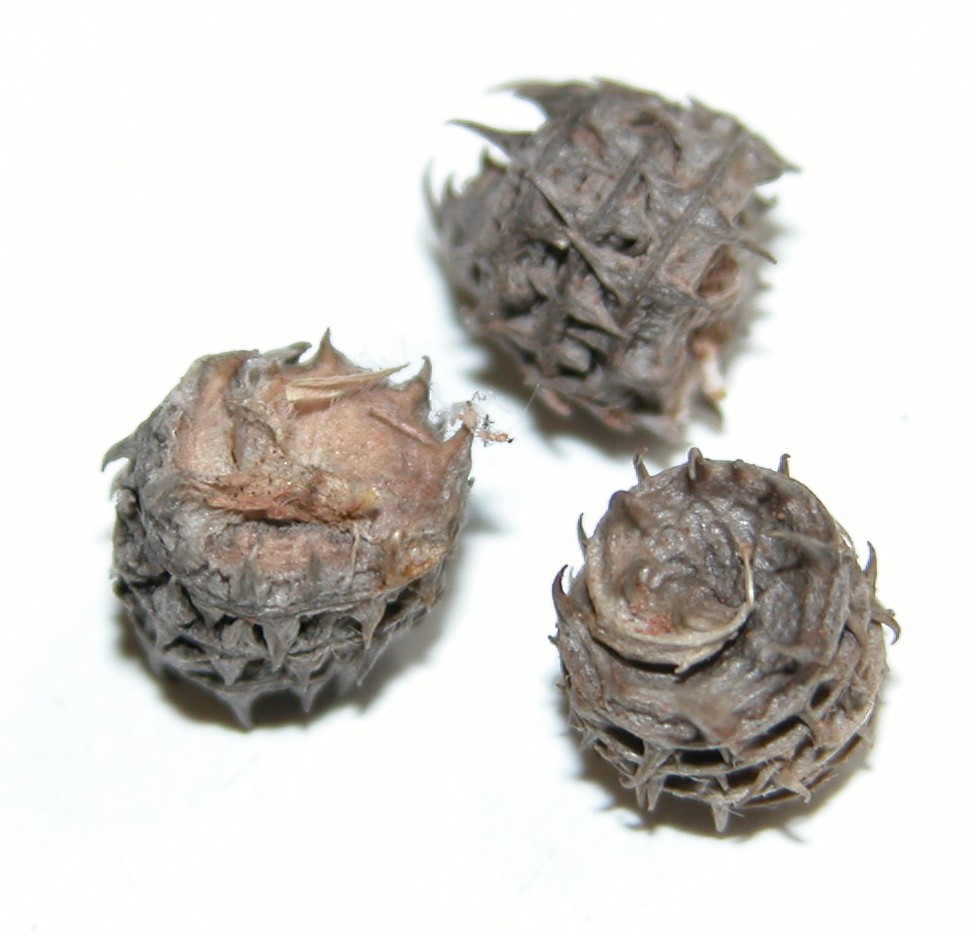 Click for 2 image(s) for this accession. Image