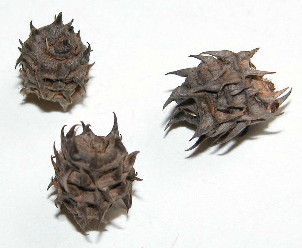 Click for 2 image(s) for this accession. Image