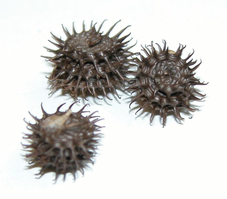 Click for 2 image(s) for this accession. Image