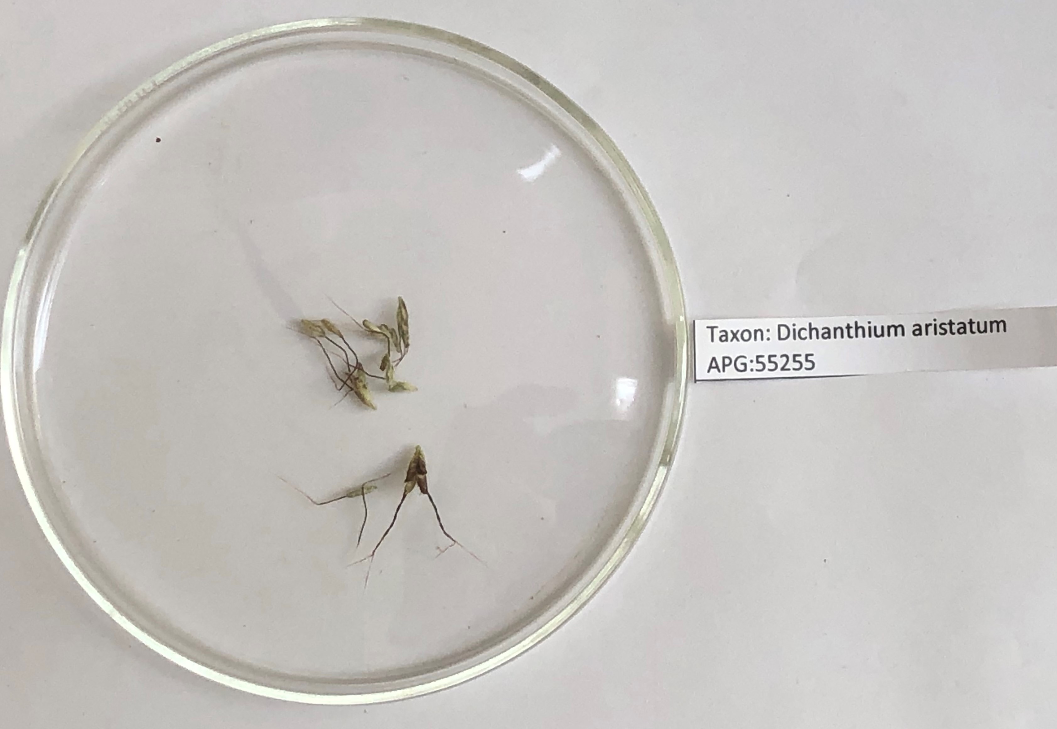 Click for 4 image(s) for this accession. Image