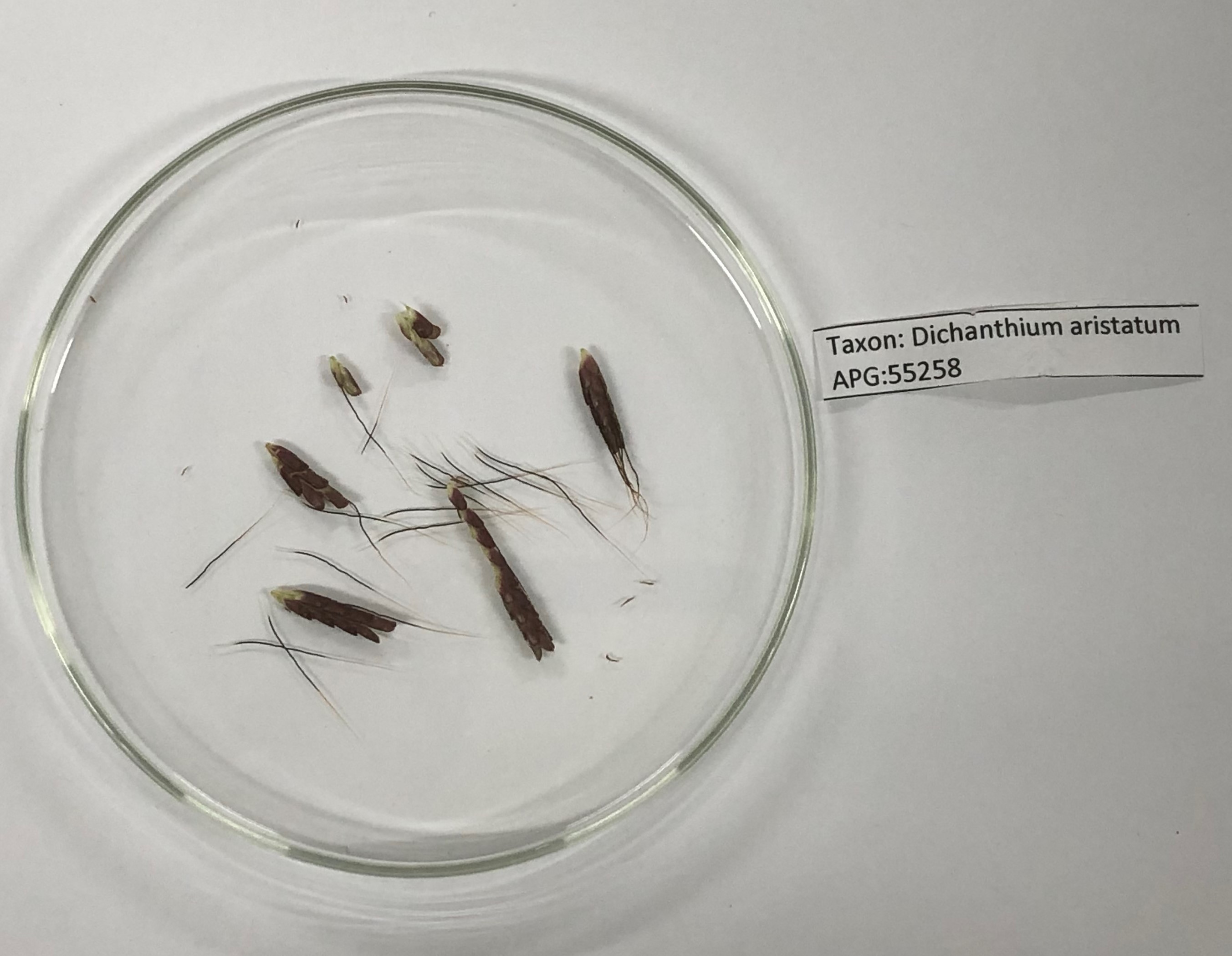 Click for 4 image(s) for this accession. Image