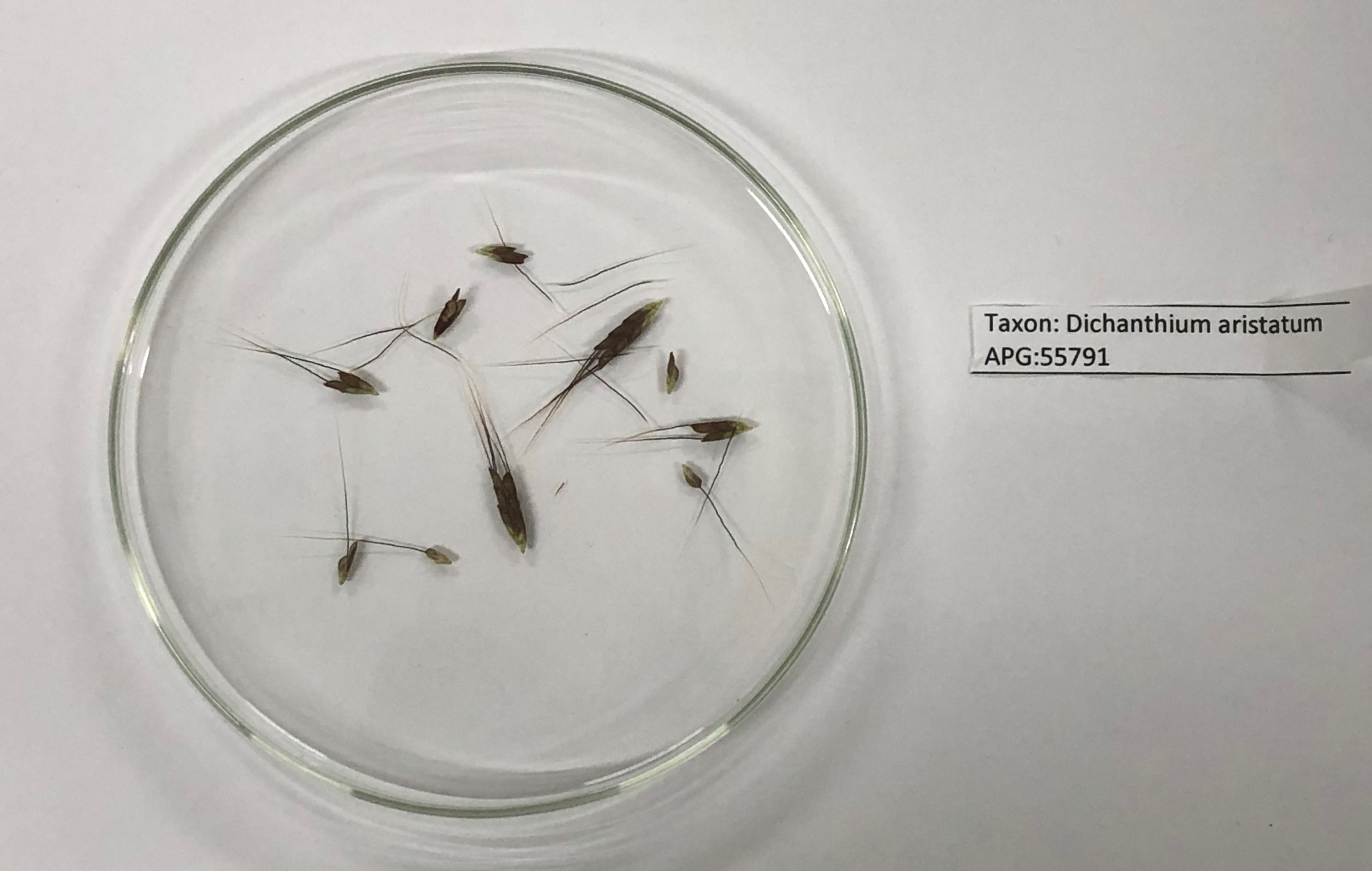 Click for 4 image(s) for this accession. Image