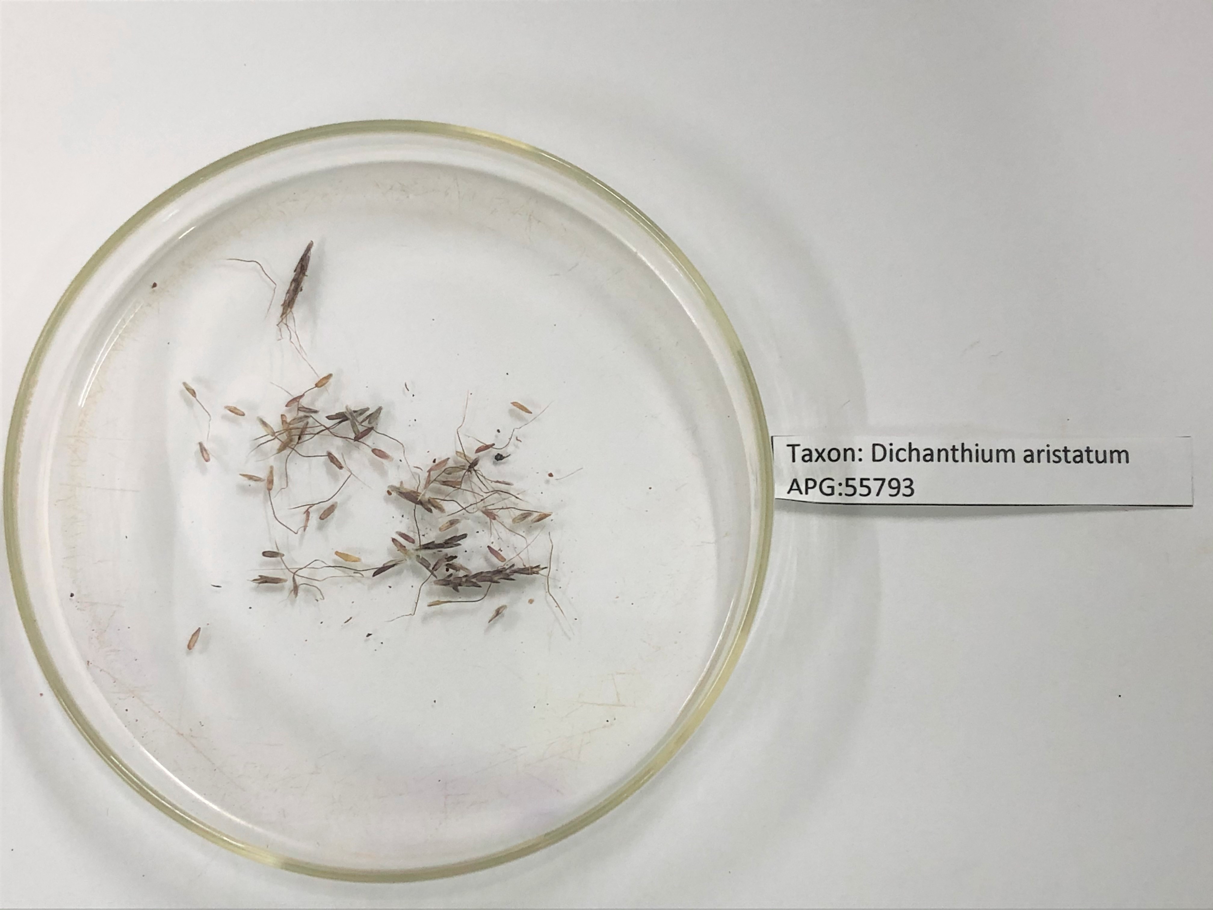 Click for 4 image(s) for this accession. Image